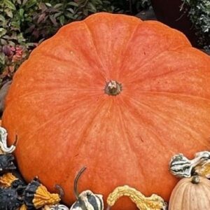 Cucurbita maxima 'Rouge Vif D' Etampes'