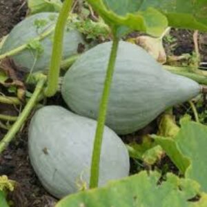 Cucurbita maxima 'Sibley'