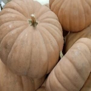 Cucurbita moschata 'Long Island Cheese'