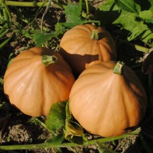 Cucurbita moschata 'Seminole'