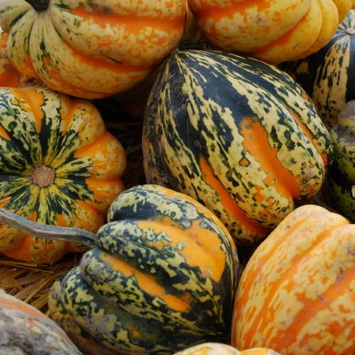 Cucurbita pepo 'Carnival'