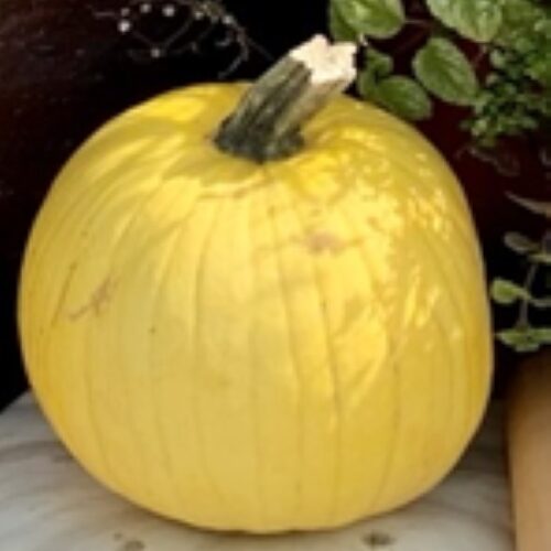 Cucurbita pepo 'Mellow Yellow'