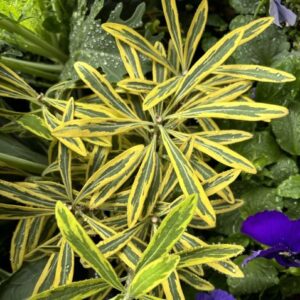 Euphorbia Ascot Rainbow