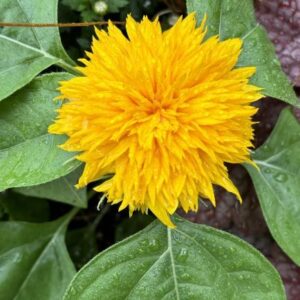 Helianthus 'Teddy Bear'