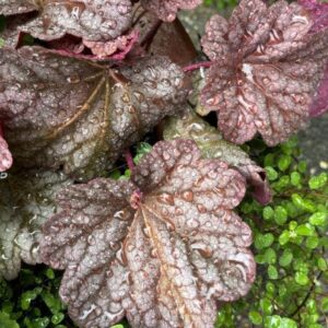 Heuchera ‘Berry Smoothie’