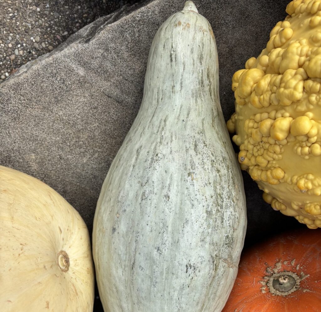 Cucurbita maxima Sibley