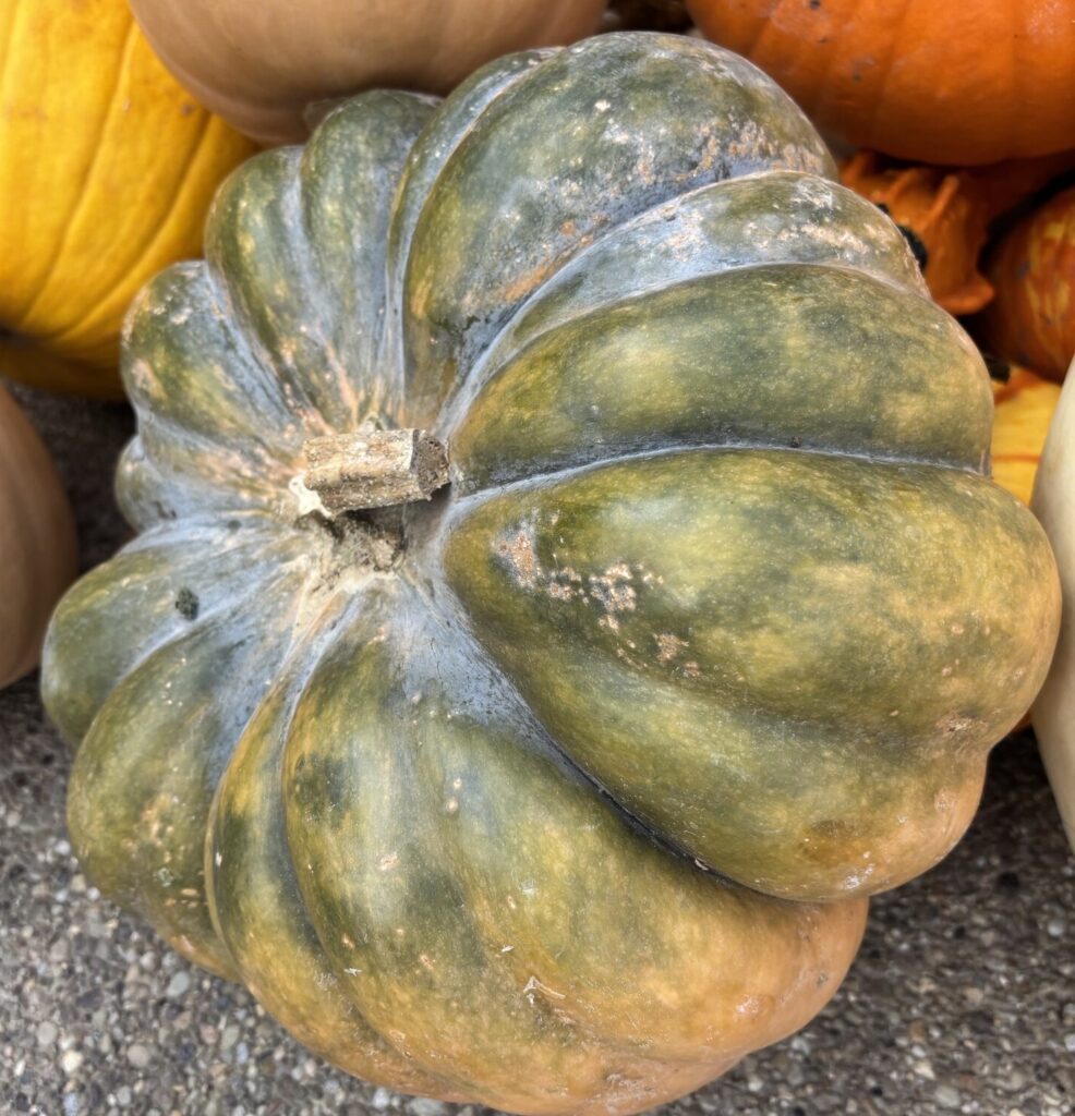 Cucurbita moschata 'Musquee de Provence'