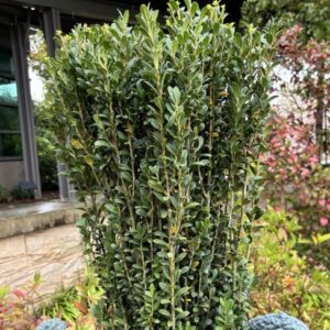 Ilex crenata 'Sky Pencil'