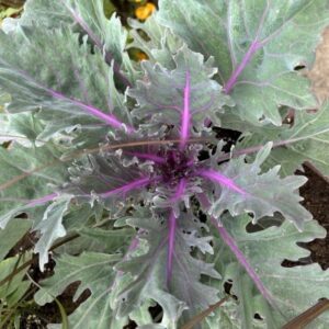 Brassica oleracea (Acephala Group) 'Coral Queen Red'