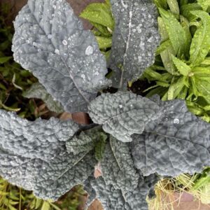 Kale Nero Di Toscana