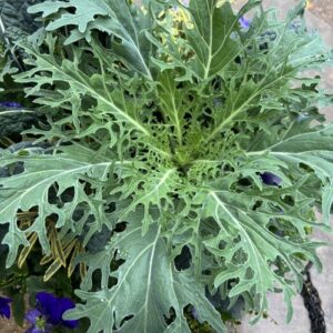 Kale White Peacock