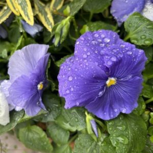 Pansy Delta Pro Cool Waters Mix