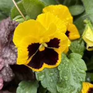 Pansy Delta Pro Yellow with Blotch