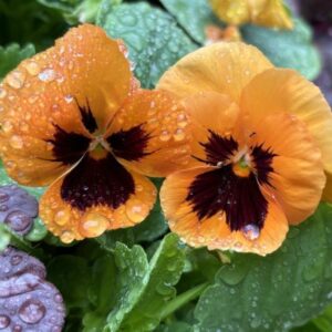 Pansy Select Orange with Blotch