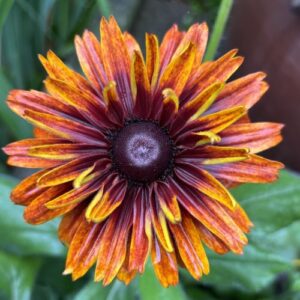 Rudbeckia hirta 'Cherokee Sunset'