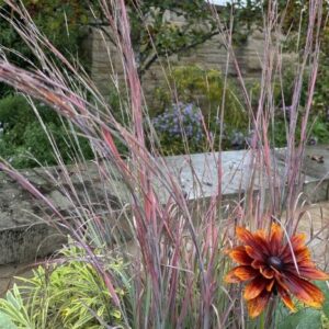 Schizachyrium scoparium 'Standing Ovation'