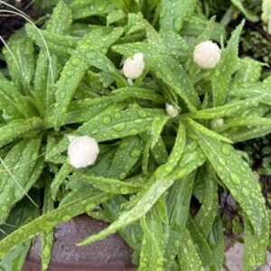 Strawflower Dreamtime Jumbo Pure White