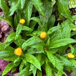 Strawflower Mohave Basket Yellow