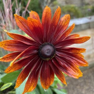 × Echibeckia 'ET-RDB 01' Summerina® Orange