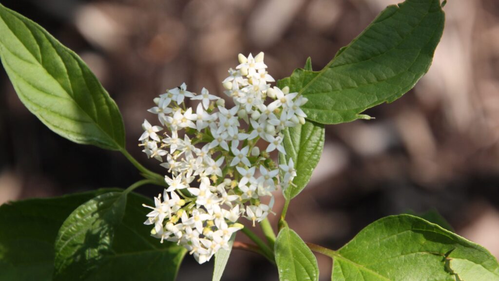 Cornus sericea 'Cardinal' Red-osier dogwood Flowers