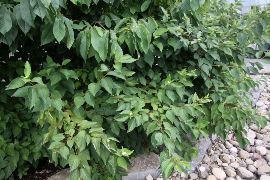 Cornus sericea (red-twig dogwood)