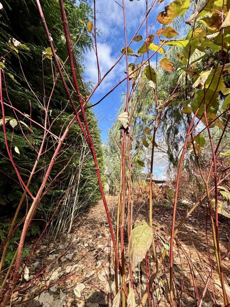 Cornus sericea 'Baileyi' (red-twig dogwood)