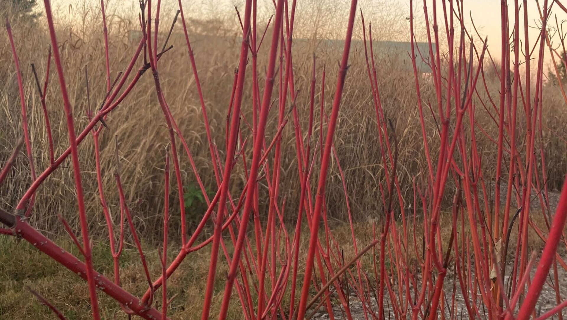 Cornus sericea 'Cardinal' (red-twig dogwood)