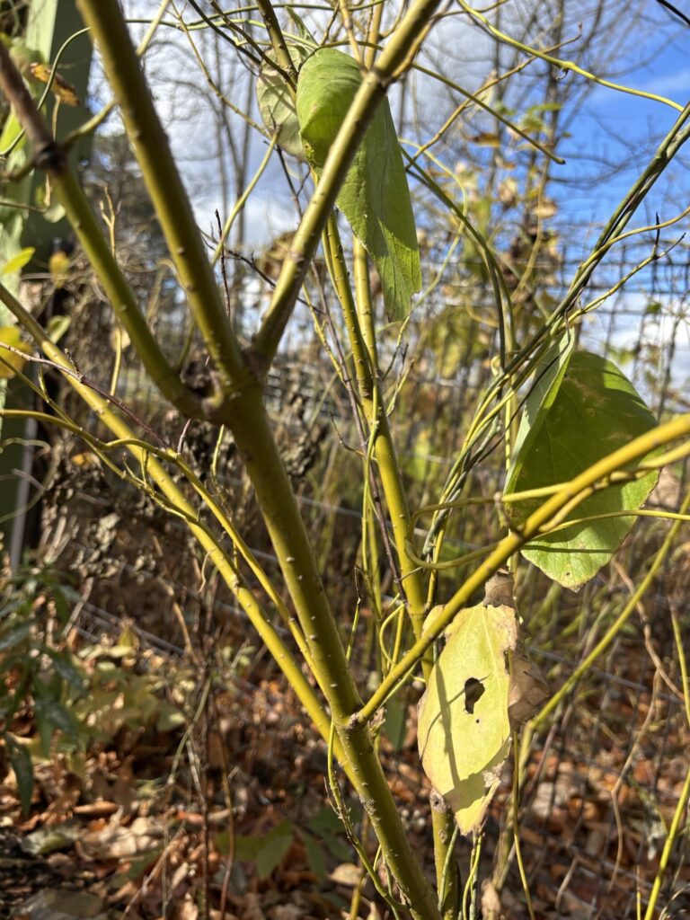 Cornus sericea 'Flaviramea' (yellow-twig dogwood)