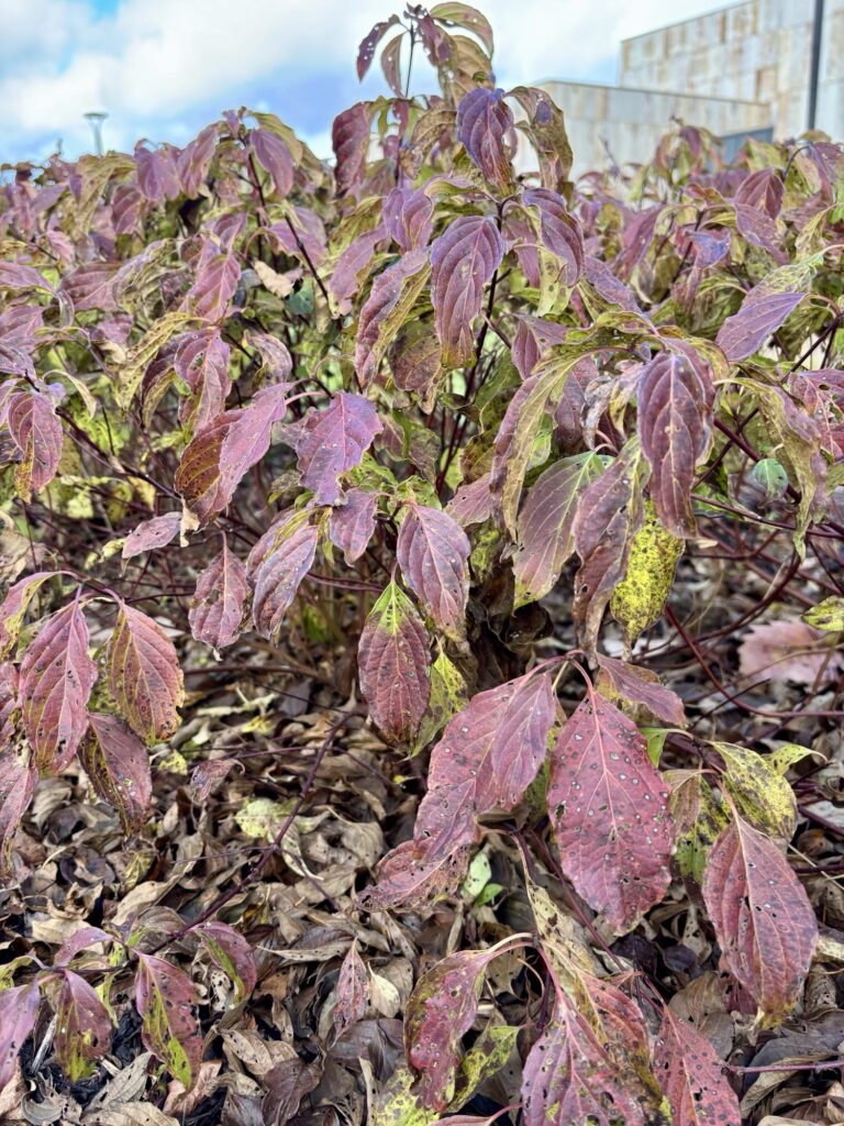 Cornus sericea 'Kelseyi'(red-twig dogwood)