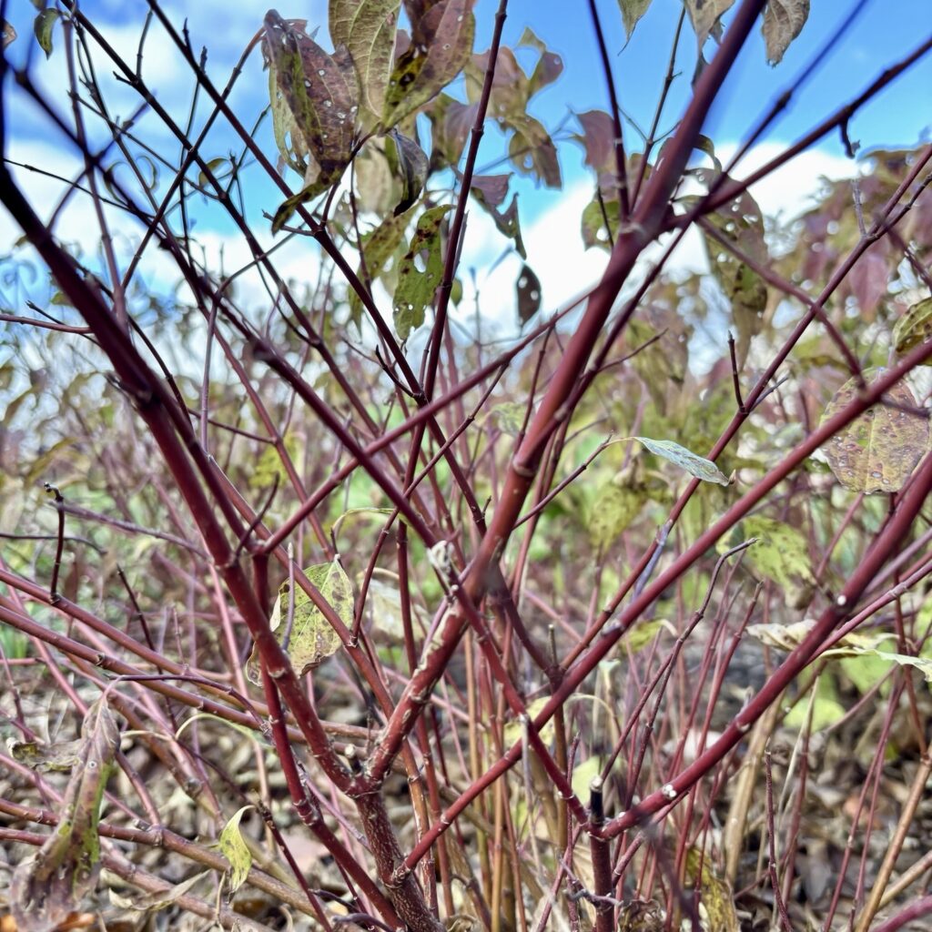 Cornus sericea 'Kelseyi' (red-twig dogwood)