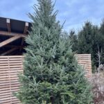 Abies fraseri (Fraser fir)