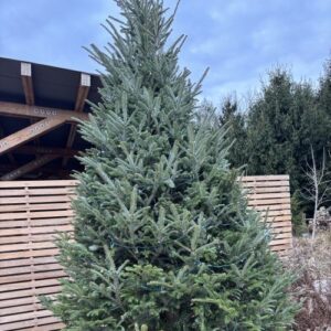 Abies fraseri (Fraser fir)