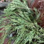 Calocedrus decurrens (incense cedar)