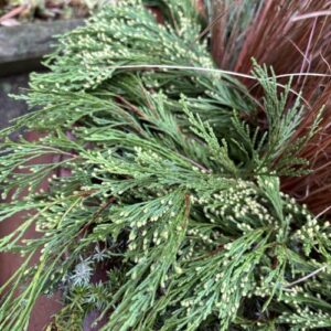 Calocedrus decurrens (incense cedar)