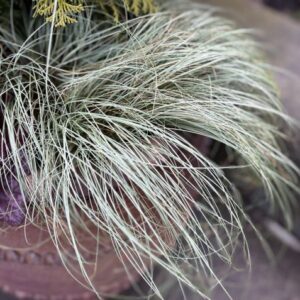 Carex comans 'Amazon Mist' (New Zealand hair sedge)