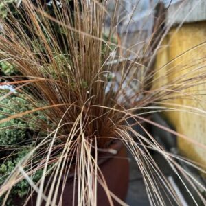 Carex flagellifera 'Toffee Twist' Graceful Grasses® (weeping brown sedge)