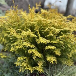 Chamaecyparis obtusa 'Conschlecht' Night Light® (hinoki falsecyress)