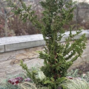 Chamaecyparis obtusa 'Filicoides' (HINOKI FALSECYPRESS)