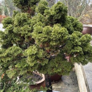 Chamaecyparis obtusa 'Nana Gracilis' (topiary form) (hinoki falsecypress)