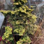 Chamaecyparis obtusa ' Nana Lutea' (hinoki falsecypress)