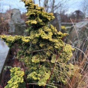 Chamaecyparis obtusa ' Nana Lutea' (hinoki falsecypress)