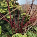 Cornus sericea 'Baileyi' and Cornus sericea 'Farrow' Arctic Fire™ (red-twig dogwood)