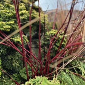 Cornus sericea 'Baileyi' and Cornus sericea 'Farrow' Arctic Fire™ (red-twig dogwood)