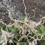 Corylus avellana 'Contorta' (Harry Lauders walking stick)