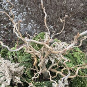 Corylus avellana 'Contorta' (Harry Lauders walking stick)