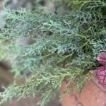 Cupressus arizonica var. glabra 'Carolina Sapphire' (Arizona cypress)