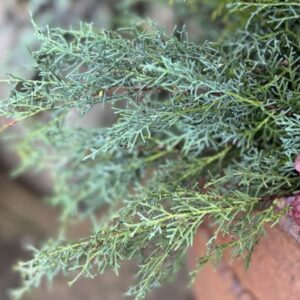 Cupressus arizonica var. glabra 'Carolina Sapphire' (Arizona cypress)