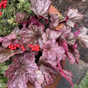 Heuchera 'Berry Smoothie' (coral bells)