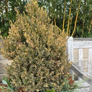 Ilex crenata (Japanese holly)