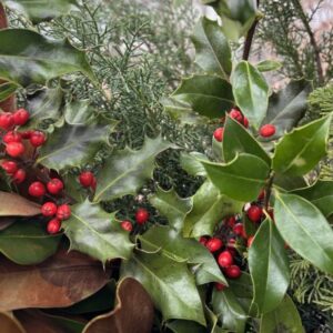 Ilex opaca (American holly)